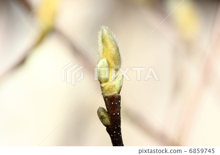 Hakkumen's bud Hakkumen's bud 6859745