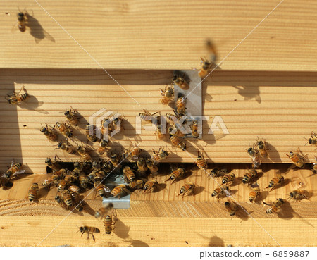 Honeycomb Box Honeycomb Box 6859887