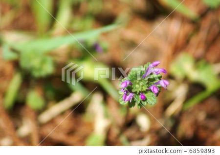 Wild flower · purple flowers of Hotokenoza · bird's-eye view of landscape Wild flower · purple flowers of Hotokenoza · bird's-eye view of landscape 6859893