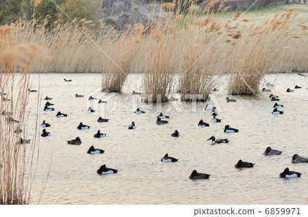 A group of ducks to rest (Kinko - chocho, Hoshihaziro, Hushibirugamo) (Pictorial book available) A group of ducks to rest (Kinko - chocho, Hoshihaziro, Hushibirugamo) (Pictorial book available) 6859971