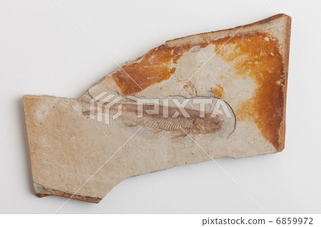 Fish fossil Fish fossil 6859972