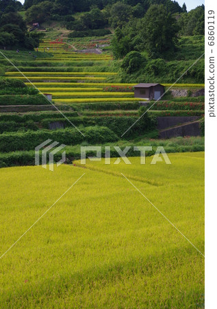 Asuka村的水稻梯田 Asuka村的水稻梯田 6860119