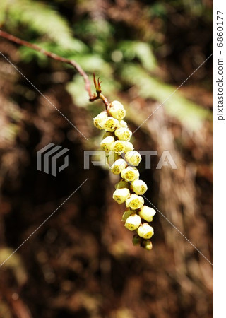 彈簧材料·花·淺黃色Kiboshi的垂直位置 6860177