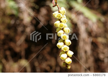 Spring Material · Flower · Horizontal Position of Light Yellow Kiboshi 6860178