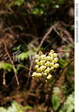 Material of spring · Flower of pale yellow Kiboshi · Vertical position aesthetic 6860179