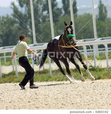 Unruly horse 6860192