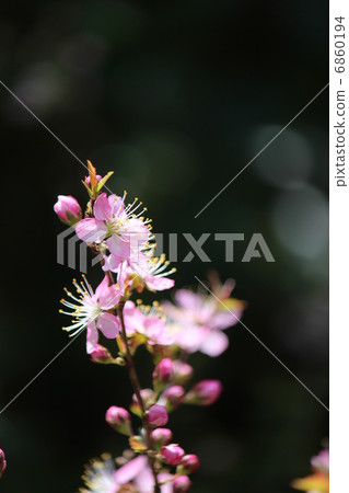 Yume梅 6860194