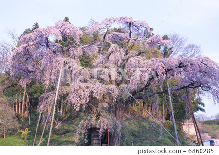 紅冠Jizoku櫻桃樹 紅冠Jizoku櫻桃樹 6860285