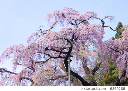 The red crown Jizoku cherry tree 6860286