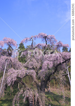 紅冠Jizoku櫻桃樹 6860291