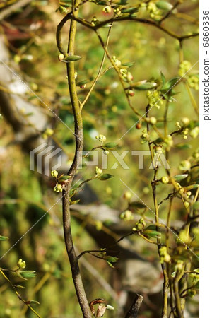 Spring material · cute flower bud of famous high-grade toothpick · vertical position 6860336