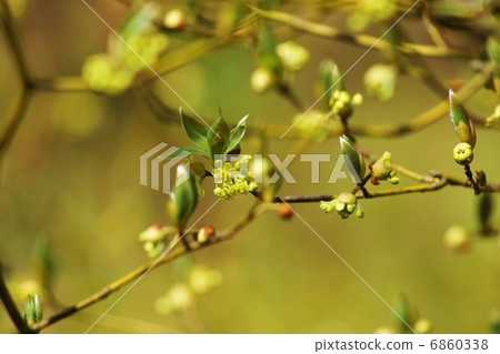 Spring material · cute flower bud of famous high-grade toothpick · horizontal position 6860338