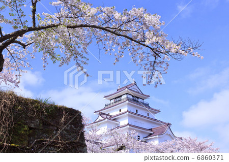 Cherry blossom Aizu Tsuruga castle 6860371