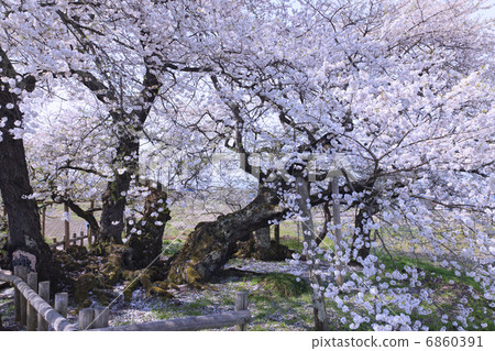 Stone cherry tree 6860391