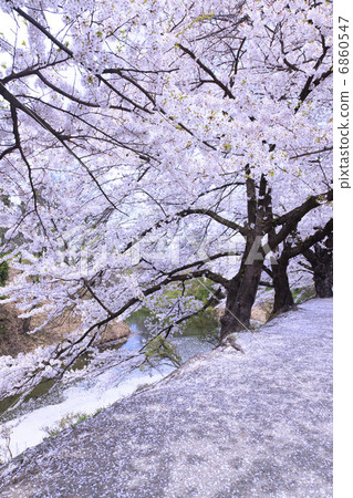 Cherry blossom at the moat end · Sakura blizzard 6860547