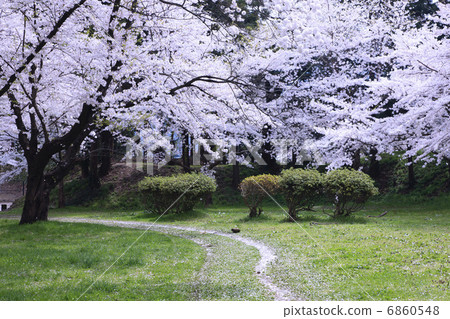 Row of cherry trees 6860548