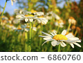 Beautiful background with white garden chamomiles. 6860760