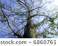 Tree 6860761