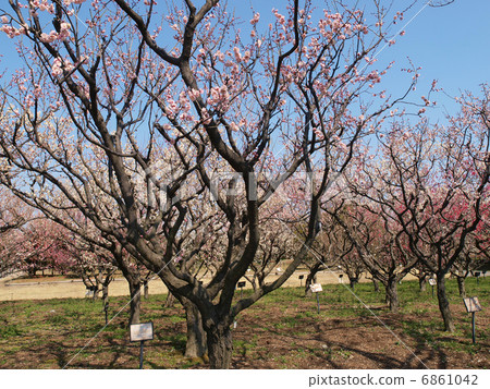 愛知縣宇智中心的李子 6861042