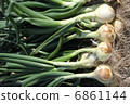 New onion harvest 6861144