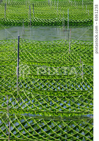 The growing green laver 6861238