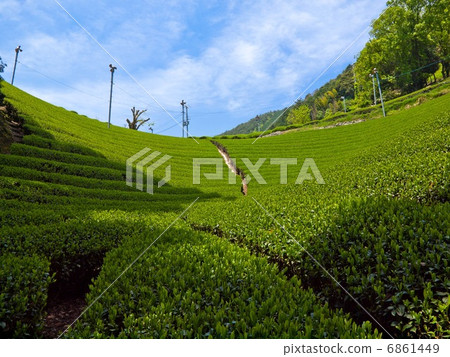 Uji tea village 6861449