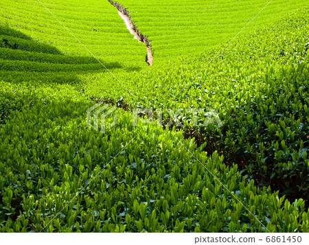 Uji tea village 6861450