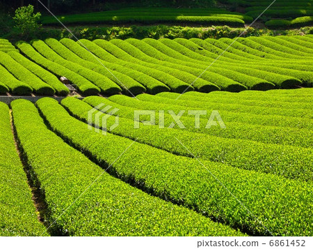 Uji tea village 6861452