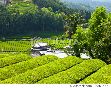 Uji tea village 6861453