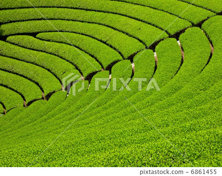 Uji tea village 6861455