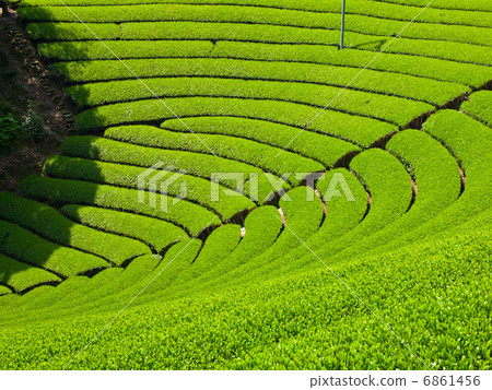 Uji tea village 6861456