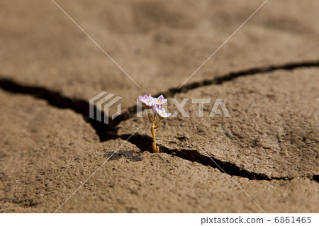 Flower Growing from Dry Cracked Earth Flower Growing from Dry Cracked Earth 6861465