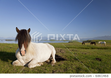 Icelandic Horse At Rest In A Field Icelandic Horse At Rest In A Field 6861468