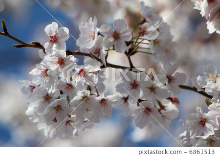 Cherry Blossoms   6861513