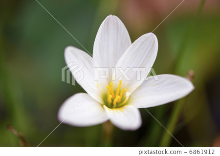 Zephyrinus 6861912