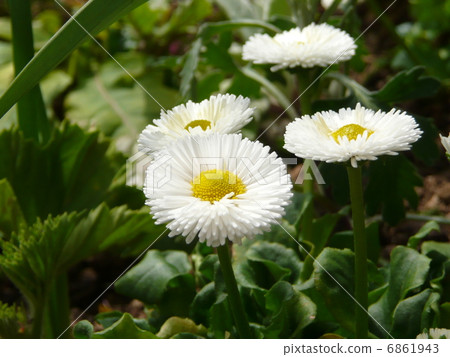 雛菊 雛菊 6861943