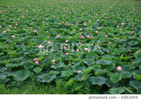 蓮花小組 蓮花小組 6862004