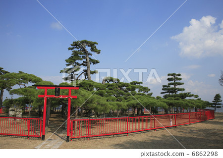 Karasaki老杉樹 6862298