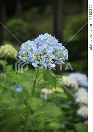  hydrangea 6862331