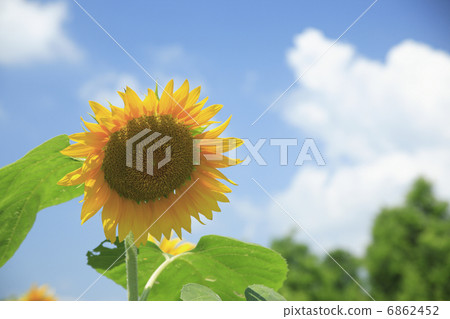sunflower	 6862452