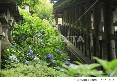 Hydrangea of hydrangea 6862503