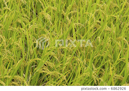 水稻 6862926