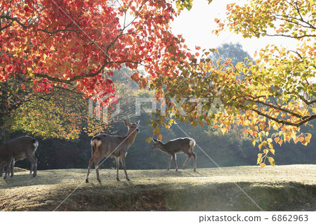 Autumn's Nara Park 6862963