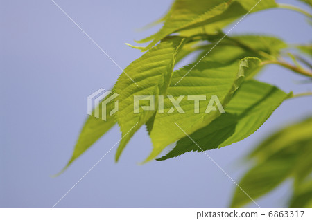 Oshimazakura的年輕葉子 Oshimazakura的年輕葉子 6863317