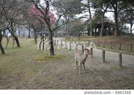 奈良公園片岡梅林 6863388