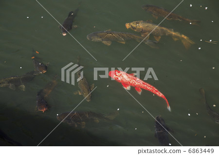 Carp of a pond 6863449