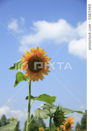 sunflower	 6863469