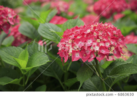  hydrangea 6863630