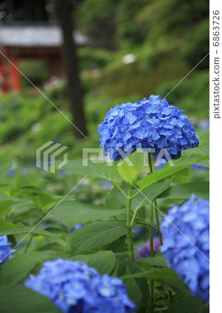 Hydrangea of Mimuroto Temple 6863726