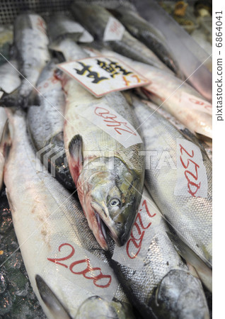 生鮭魚 生鮭魚 6864041